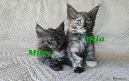 Maine Coon cats for sale: Beautiful Maine Coon kittens  - Advert 9