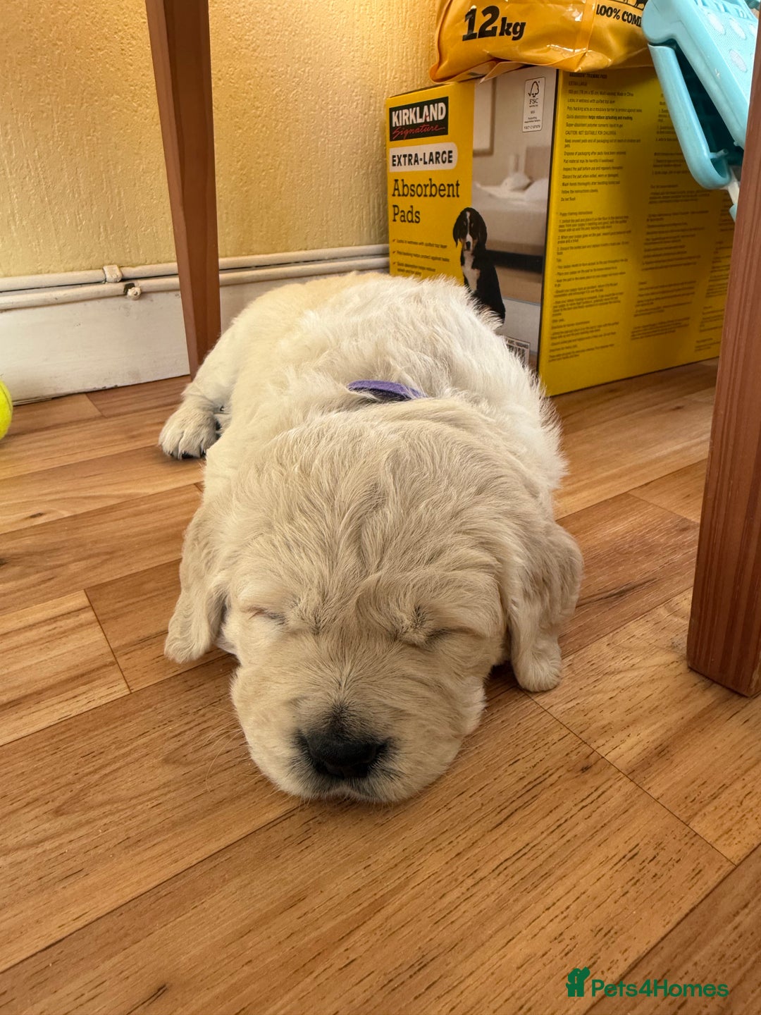 Golden Retriever dogs for sale: Golden Retriever Puppies - Advert 6