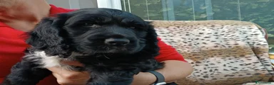 Sprocker 2
