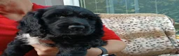 Sprocker dogs for sale: Show f1 Sprocker spaniel puppies - Advert 19
