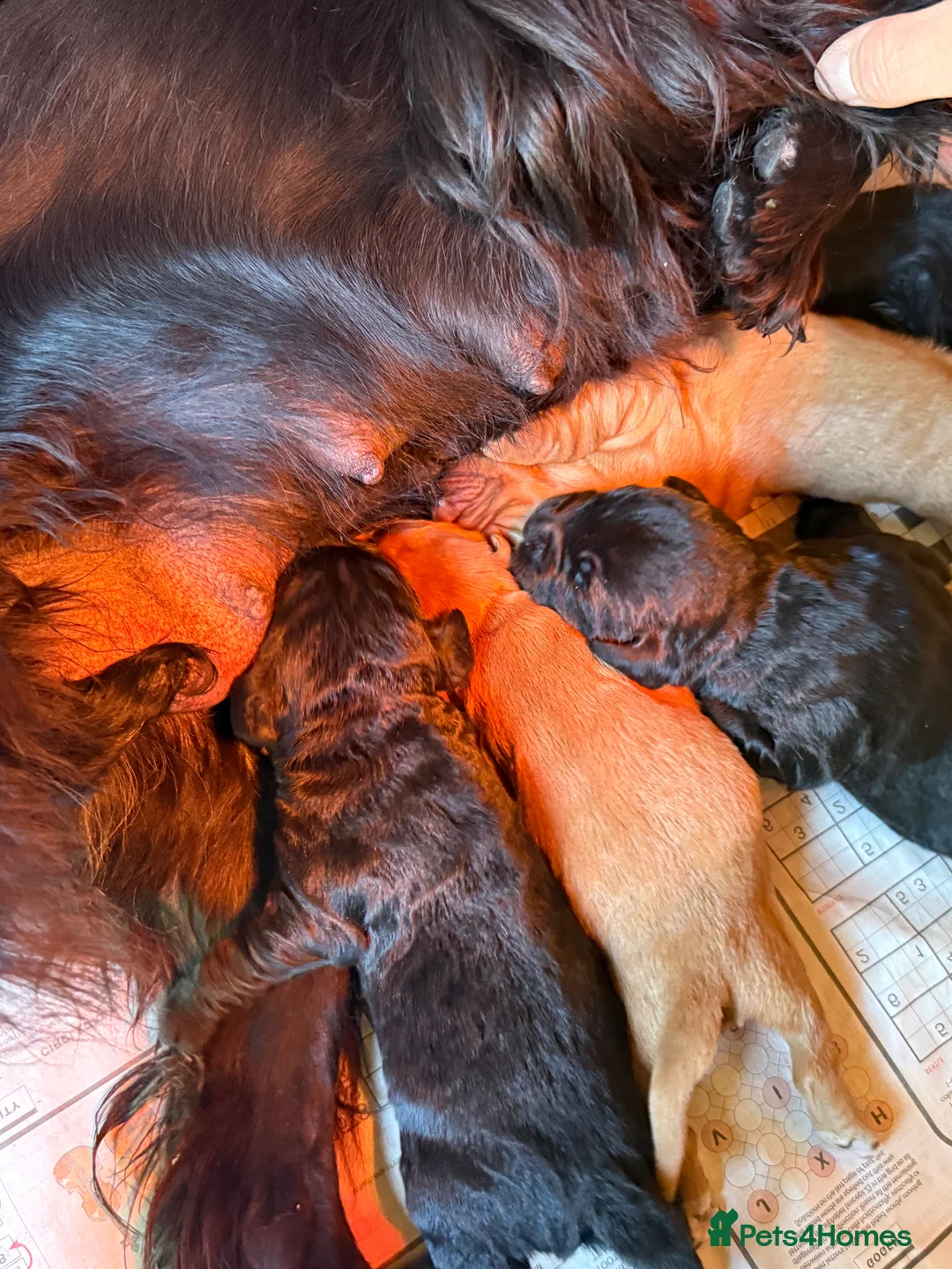 Cocker Spaniel dogs for sale: Beautiful cocker spaniel puppies in Street - Advert 2