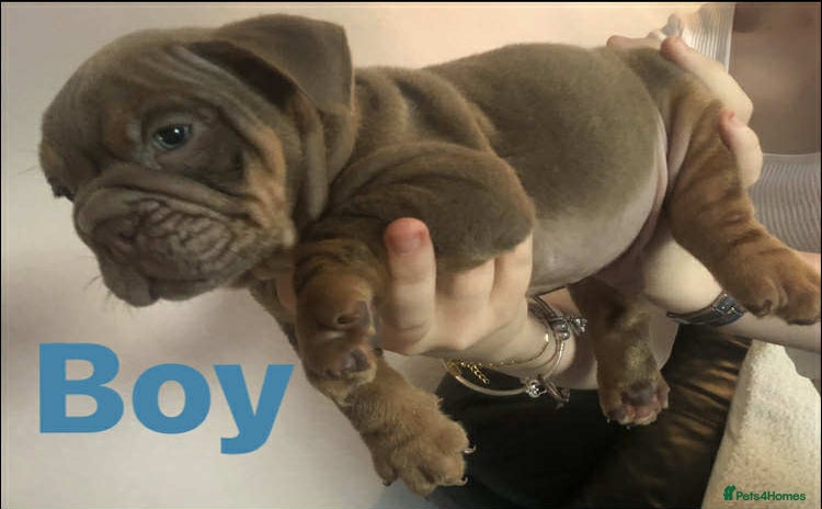 English Bulldog dogs - Advert 13