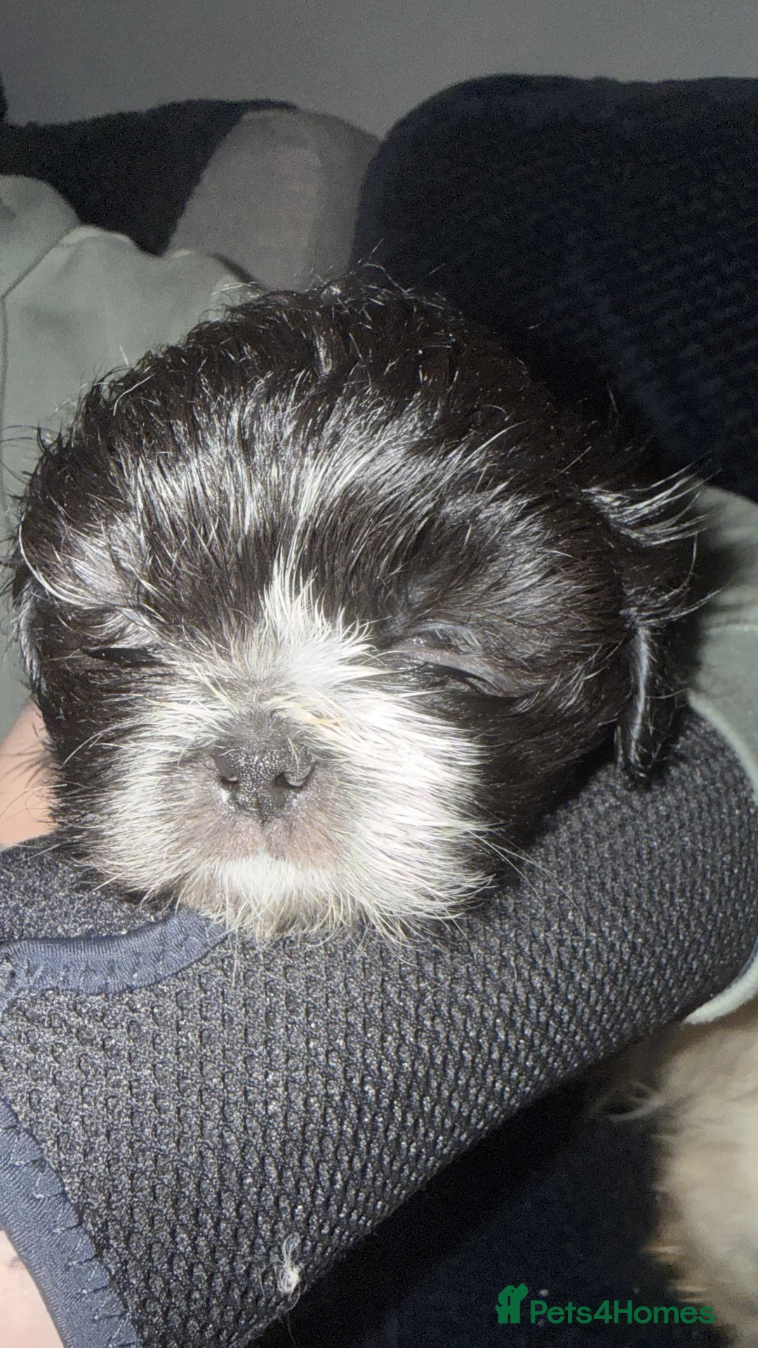 Shih Tzu dogs for sale: Shih Tzu puppies  - Advert 2