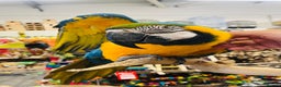 Macaws birds for sale: Super tame female Blue and gold macaw - Advert 1