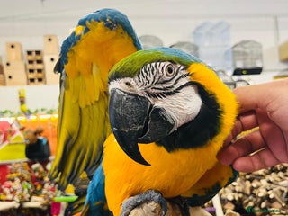 Macaws birds for sale - Advert 2
