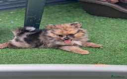 Pomeranian dogs for sale: Tea cup Pomeranians  - Image 18