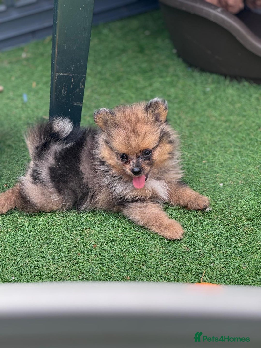 Pomeranian dogs for sale: Tea cup Pomeranians  - Image 18