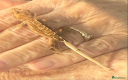 Gecko reptiles for sale: Baby Crested Geckos - Advert 7