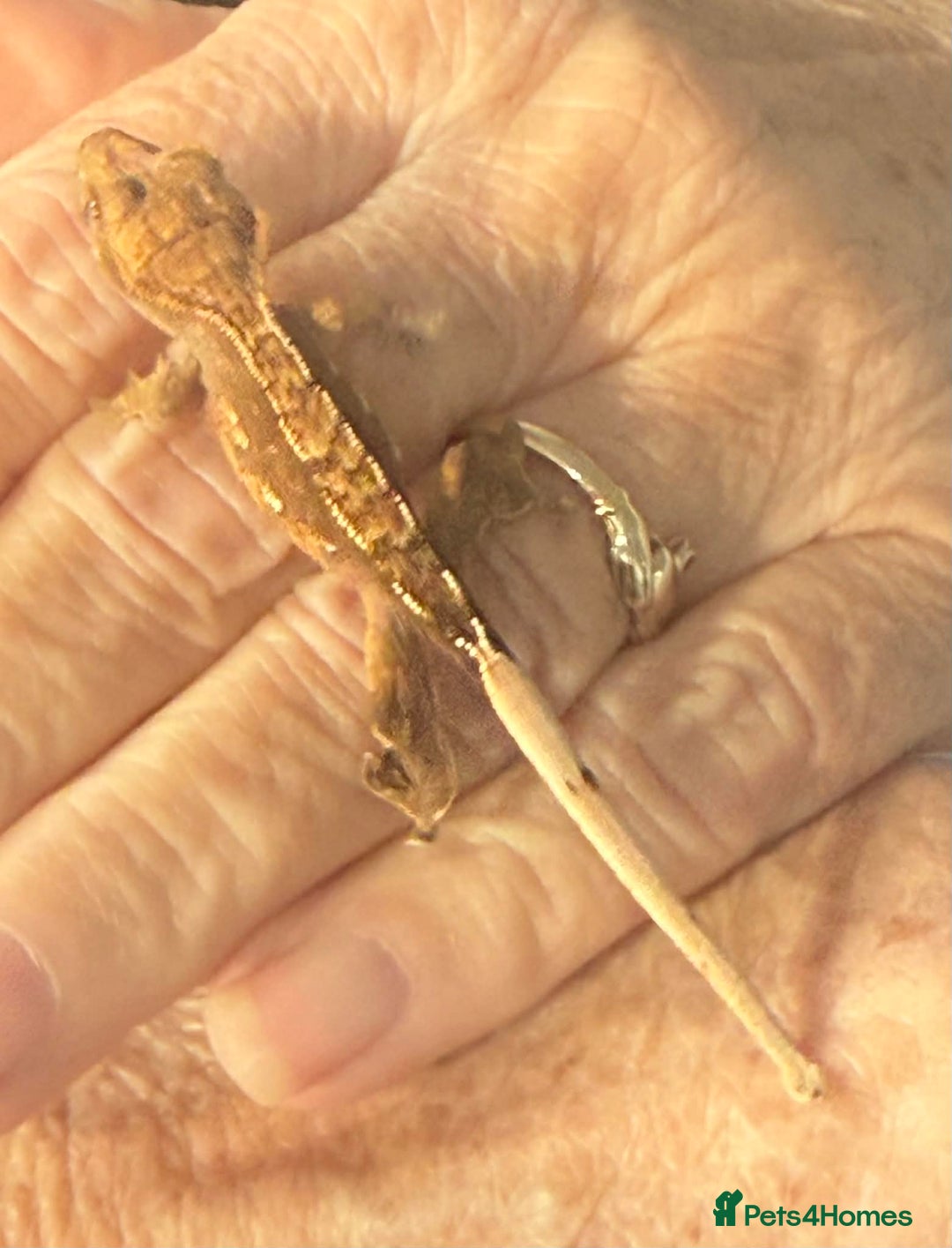 Gecko reptiles for sale: Baby Crested Geckos - Advert 7