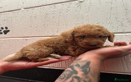 Schnoodle dogs for sale: Beautiful Schnoodle puppys - Image 8
