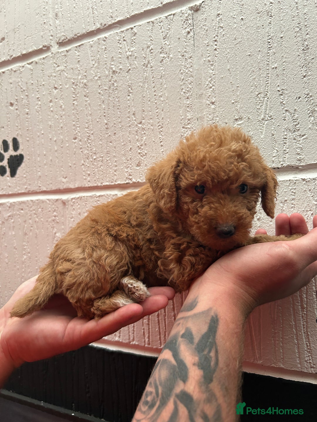 Schnoodle dogs for sale: Beautiful Schnoodle puppys - Image 8
