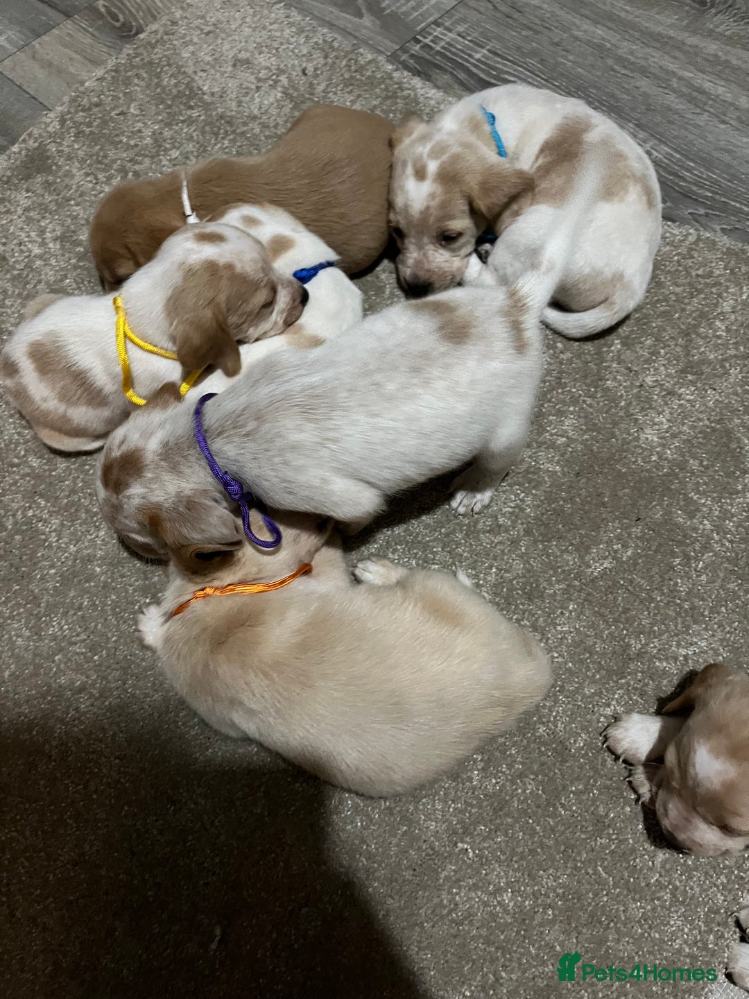 Bocker dogs for sale: Beautiful bocker/beagle puppies - Image 10