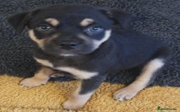 Mixed Breed dogs for sale: Pug X Collie pups (Pugollies) 3 Boys 2 Girls - Advert 2