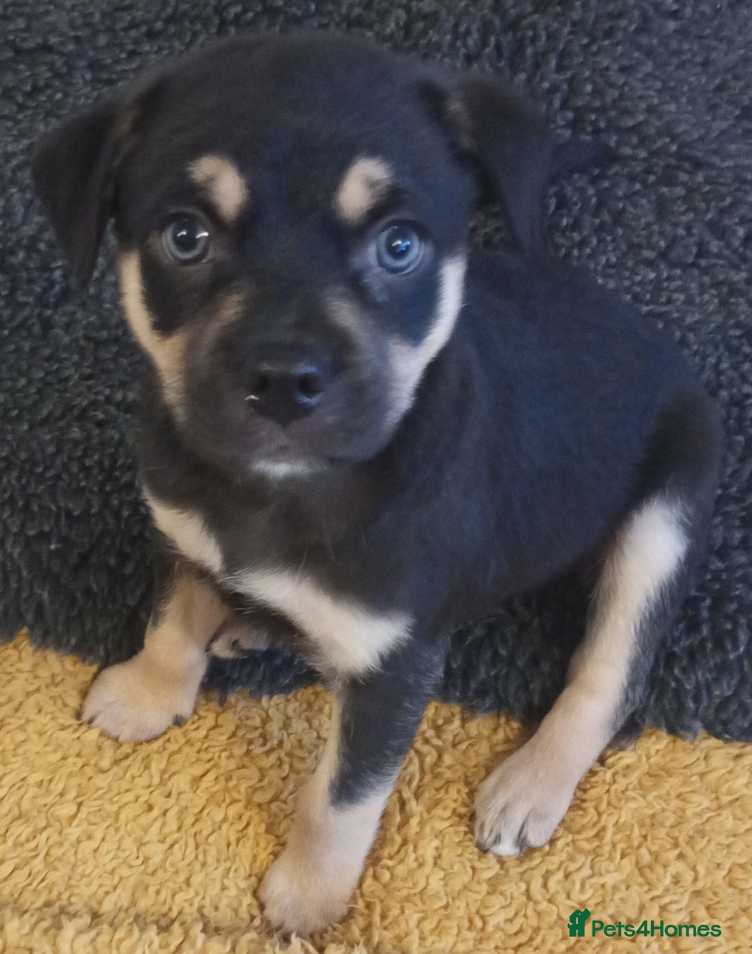 Mixed Breed dogs for sale: Pug X Collie pups (Pugollies) 3 Boys 2 Girls - Advert 2