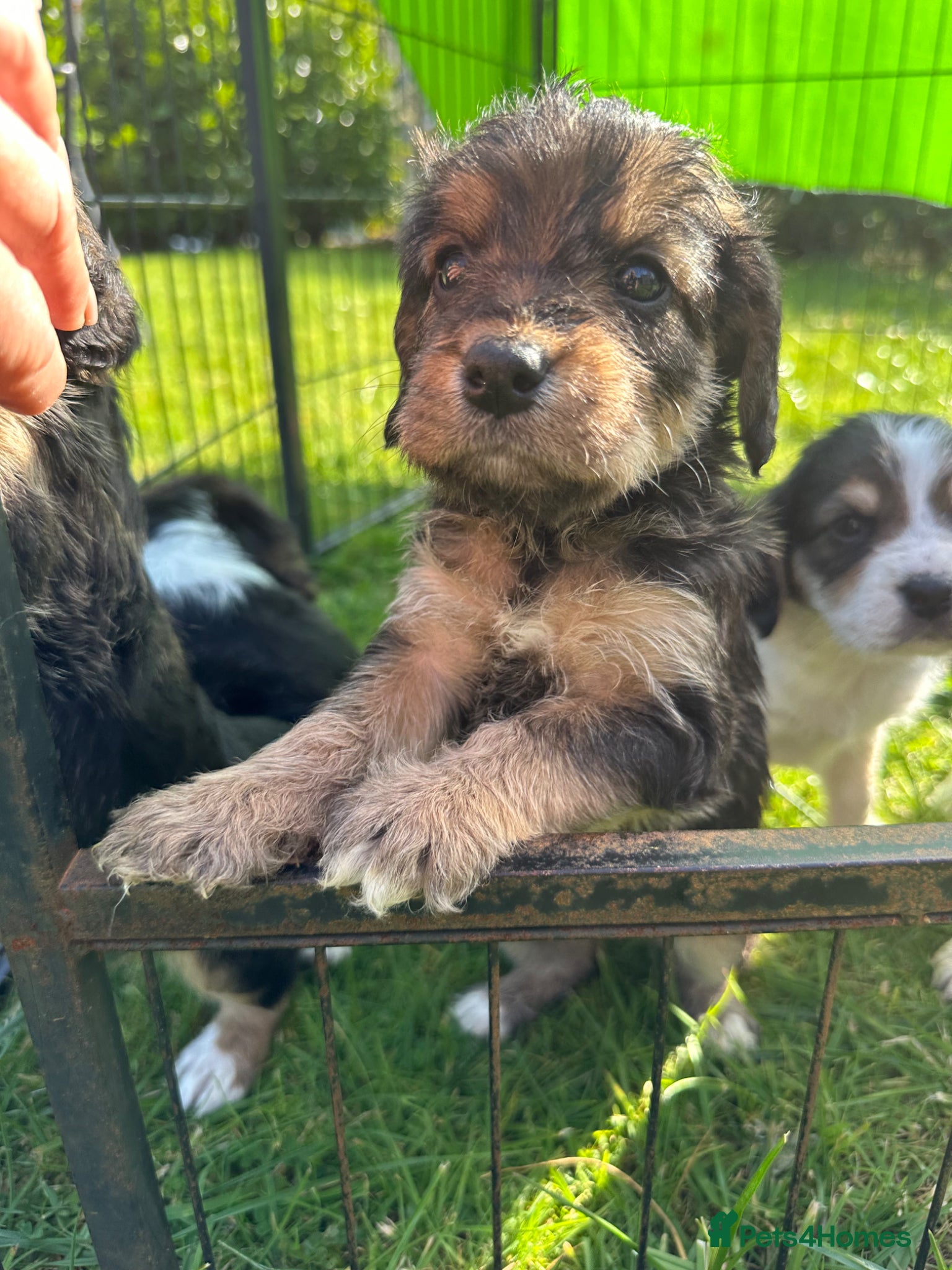 Mixed Breed dogs Beautiful Beagle x Cavapoo Puppies 🐶  - Advert 2