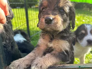 Mixed Breed dogs Beautiful Beagle x Cavapoo Puppies 🐶 - Advert 2