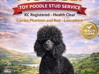 Toy Poodle dogs Toy Poodle at Stud - Advert 6