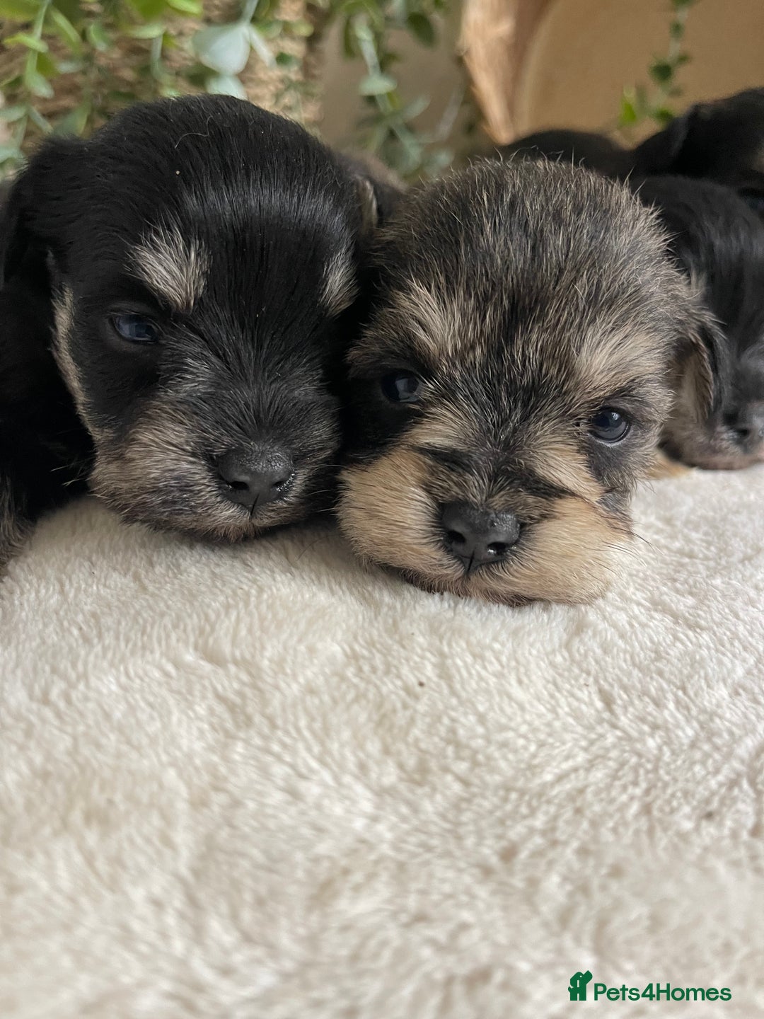 Miniature Schnauzer dogs for sale: STUNNING DNA TESTED MINI SCHNAUZER  - Advert 8