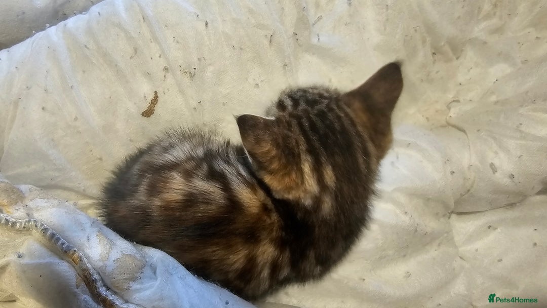 British Shorthair cats for sale: 3 Beautiful marked female kittens  - Advert 8