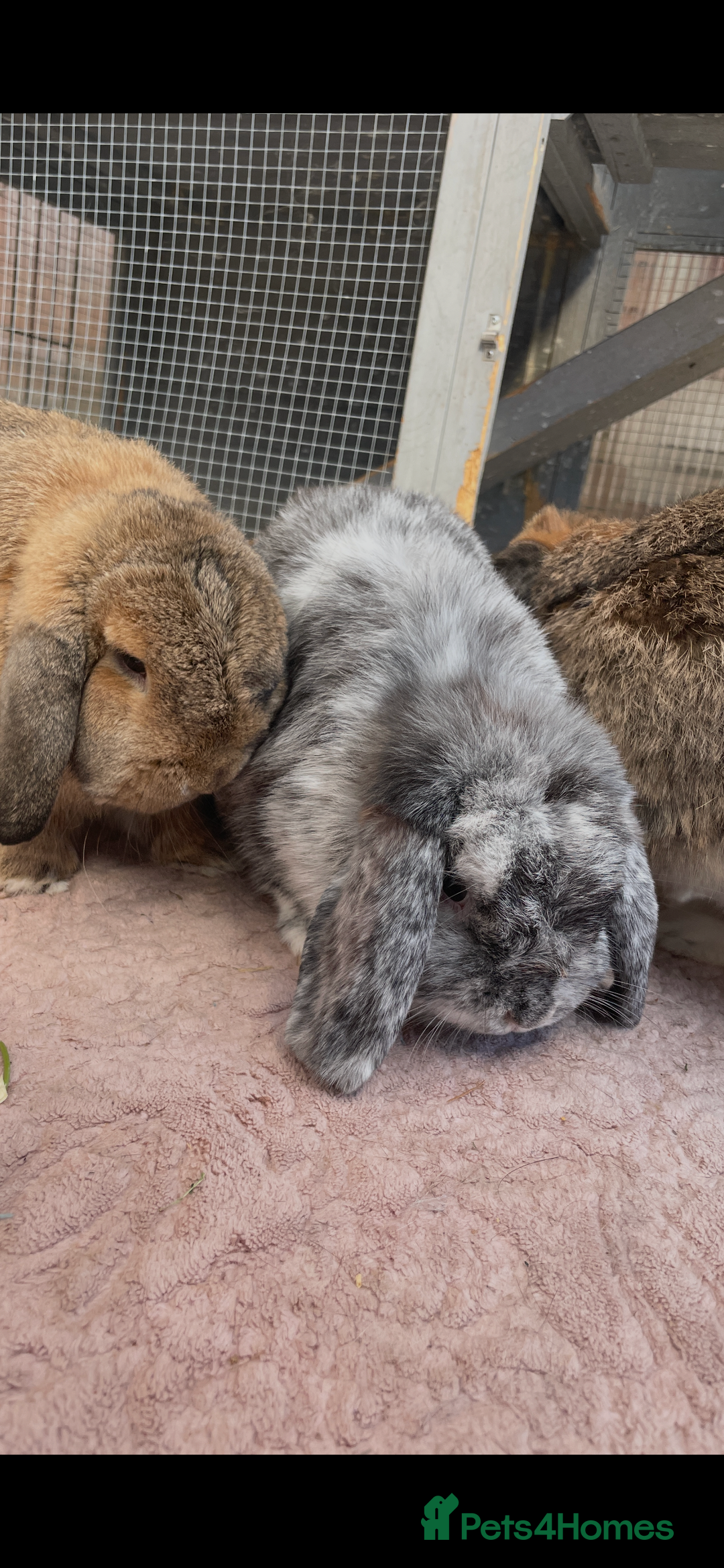 Mini Lop rabbits for sale: 3 Beautiful Mini Lops  - Image 3