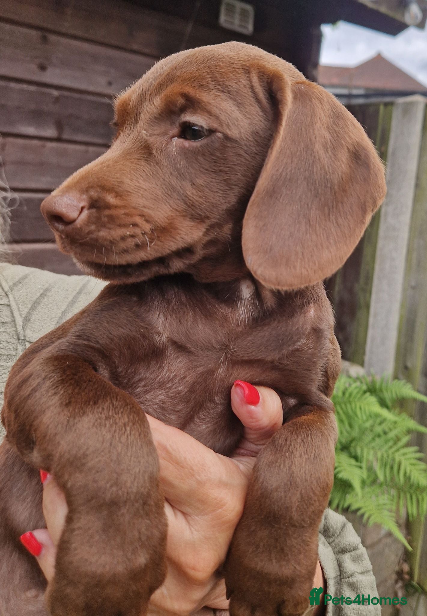 Sprocker dogs 2 Beautiful GIRL pups ready NOW - Advert 2