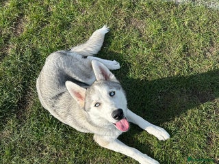 Siberian Husky dogs - Advert 13