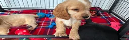 Cocker Spaniel dogs for sale: Show cocker spaniels - Advert 2