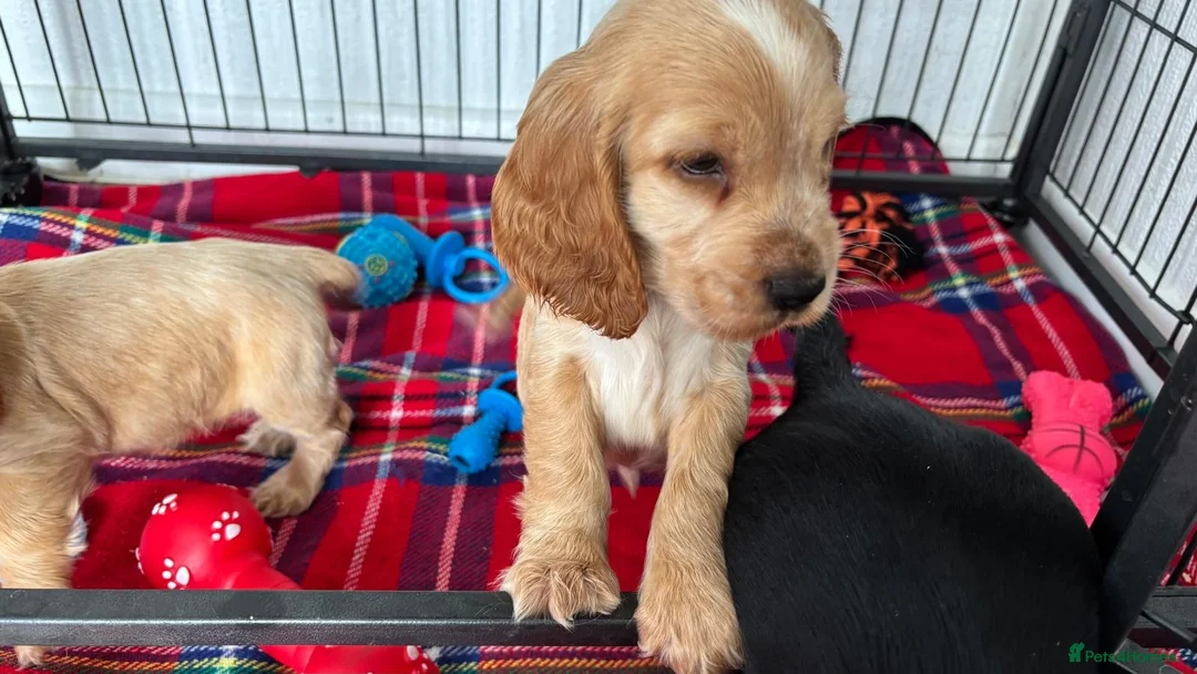 Cocker Spaniel dogs for sale: Show cocker spaniels - Advert 2