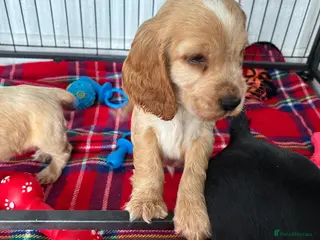 Cocker Spaniel dogs Show cocker spaniels - Advert 2