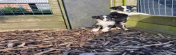 Border Collie dogs for sale: Border Collie Puppies For Sale  - Advert 1