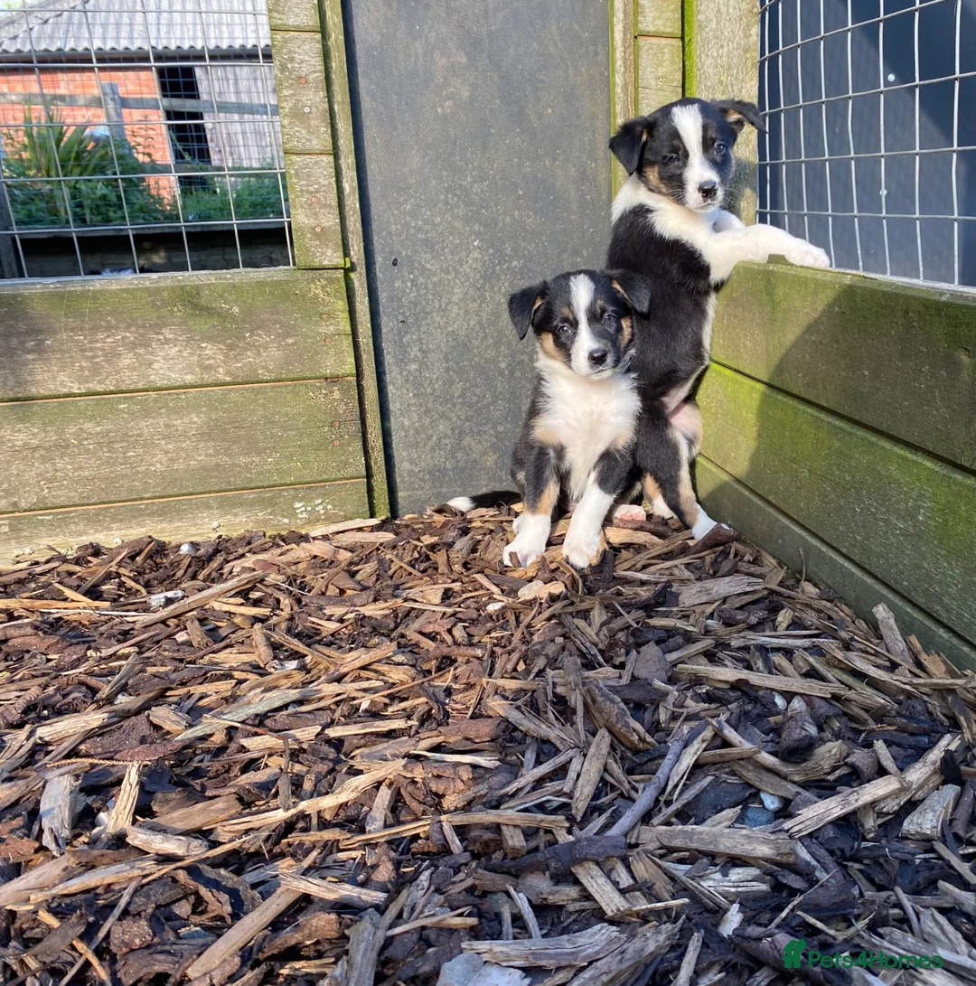 Border Collie dogs for sale: Border Collie Puppies For Sale  - Advert 1