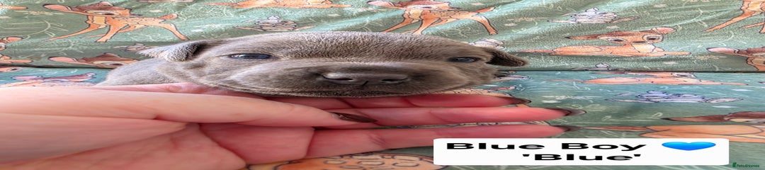 Staffordshire Bull Terrier Puppy 1