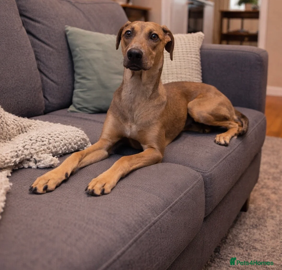 Cane Corso dogs for sale: Cane corso  in Sidcup - Advert 9