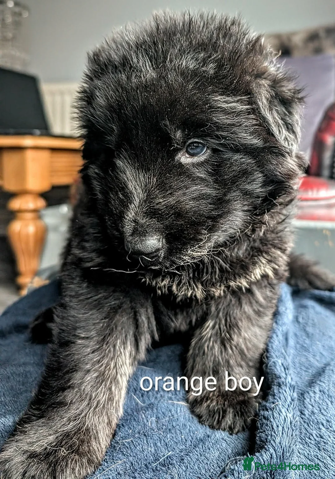 German Shepherd dogs for sale: Stunning long haired GSD puppies  - Advert 4