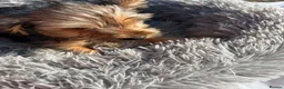 Yorkshire Terrier dogs for sale: Yorkshire terriers  - Advert 3