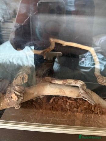 Boa Snake reptiles - Advert 13