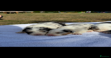 Australian Shepherd dogs - Advert 4