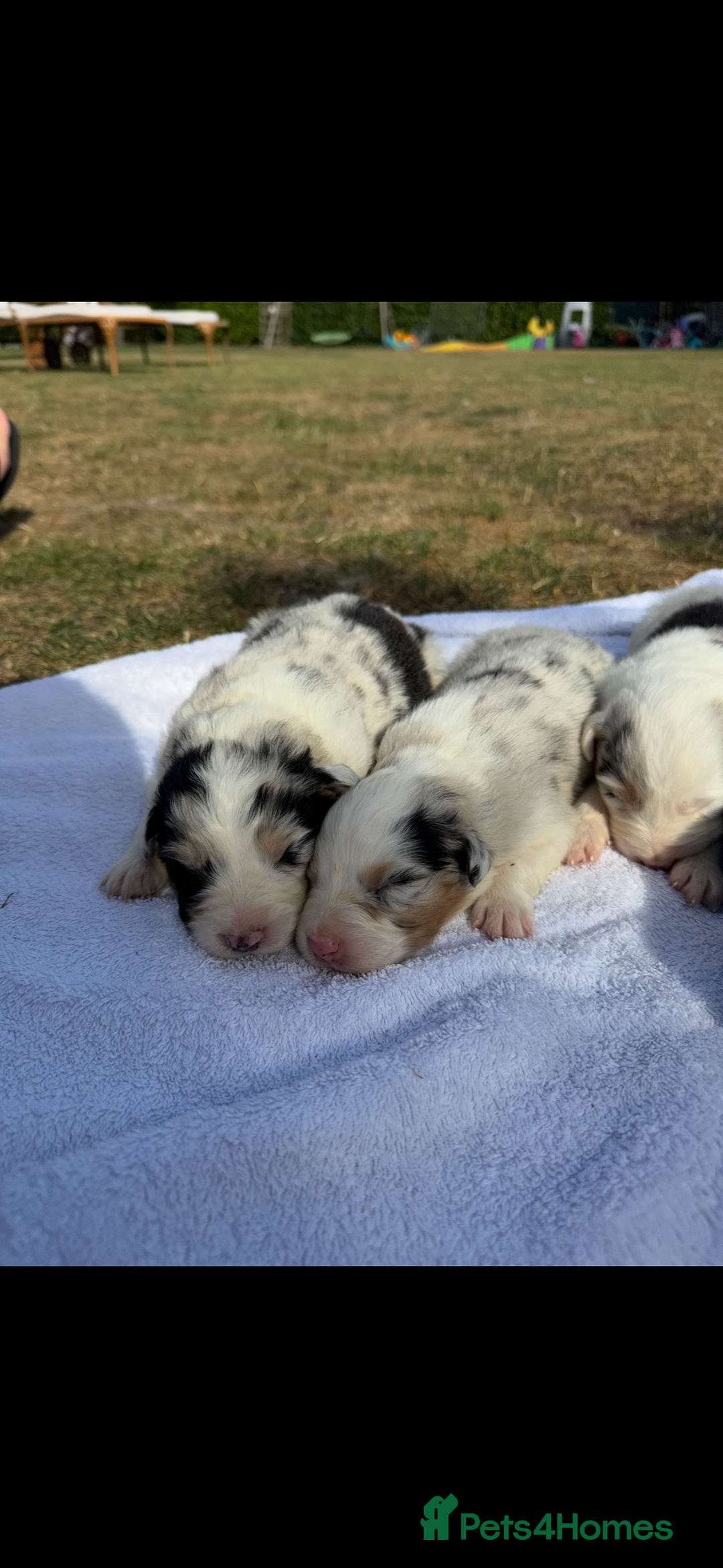 Australian Shepherd dogs for sale: KC registered Australian Shepard puppies - Image 4