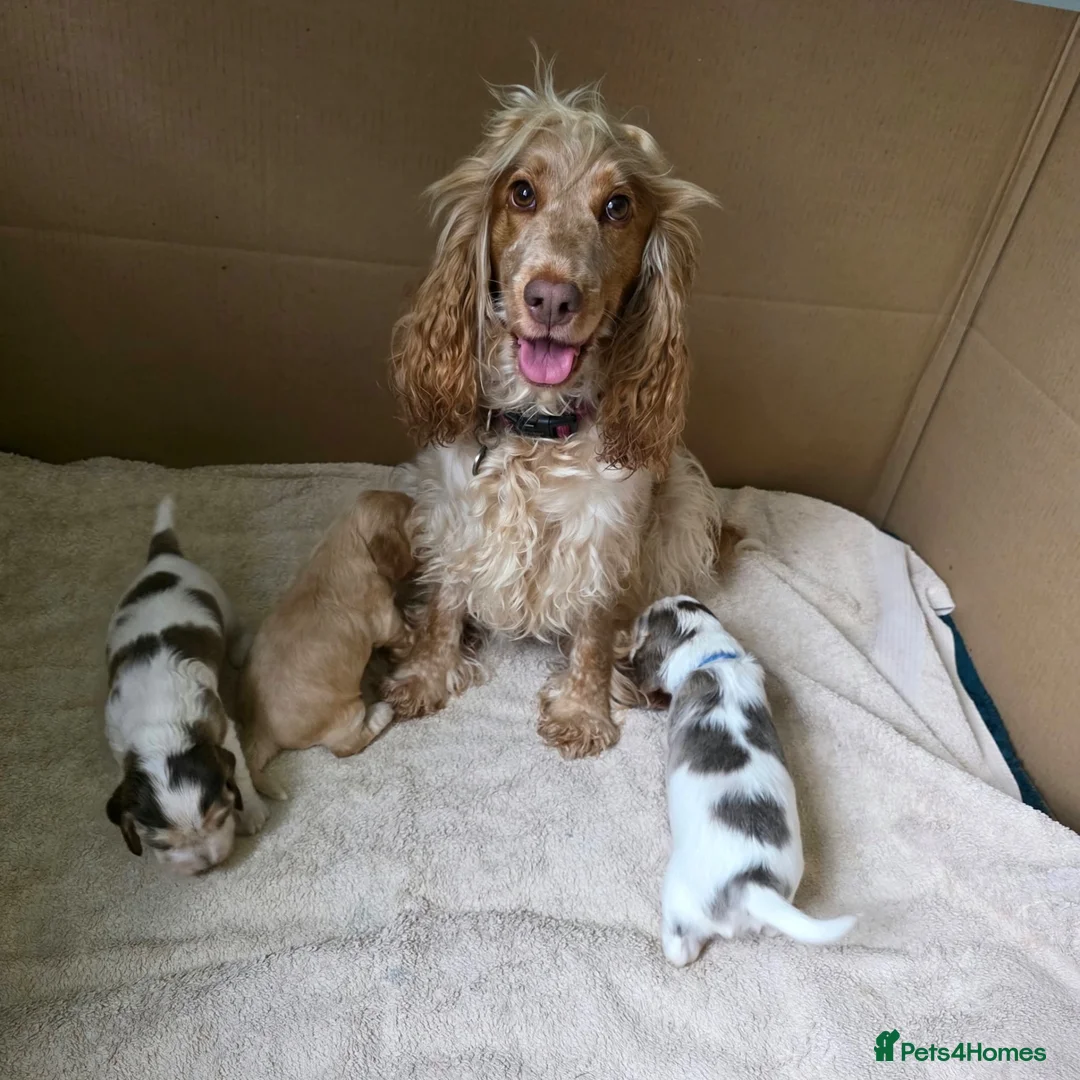 Cocker Spaniel dogs for sale: Show type cocker spaniel puppies - Advert 8