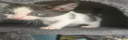 Ragdoll cats for sale: 11 Half-Ragdolls from £100 (READY TO LEAVE) - Advert 31