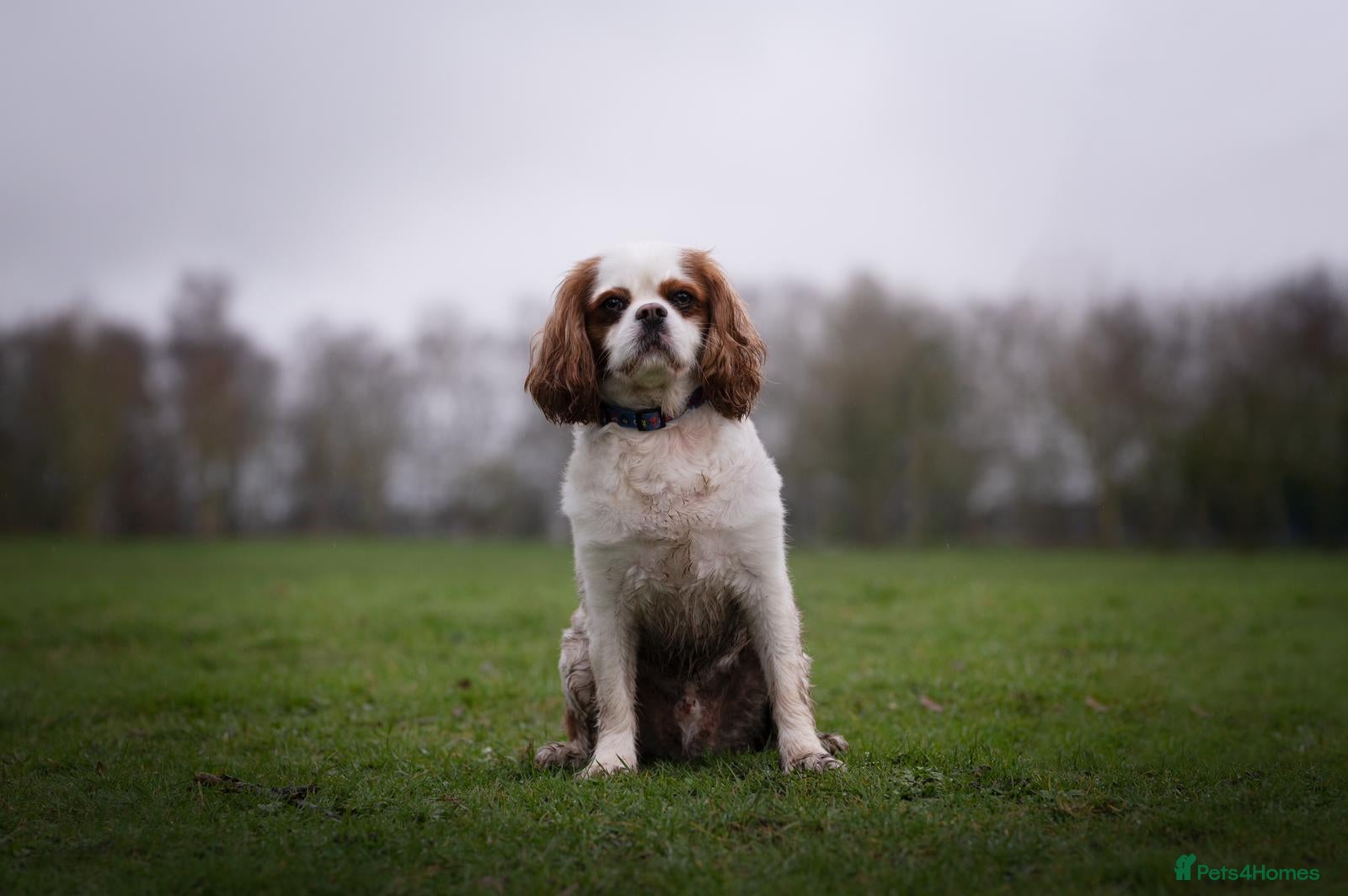 Cavalier King Charles Spaniel dogs Toby is looking for his forever home!  - Advert 3