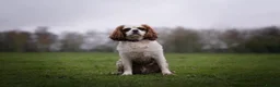 Cavalier King Charles Spaniel dogs for sale: Toby is looking for his forever home!  in Birmingham - Advert 1