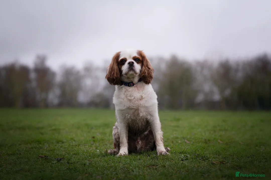 Cavalier King Charles Spaniel dogs for sale: Toby is looking for his forever home!  in Birmingham - Advert 1
