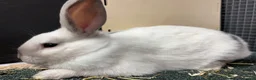 Rex rabbits for sale: Rex x Netherland dwarf  - Advert 6