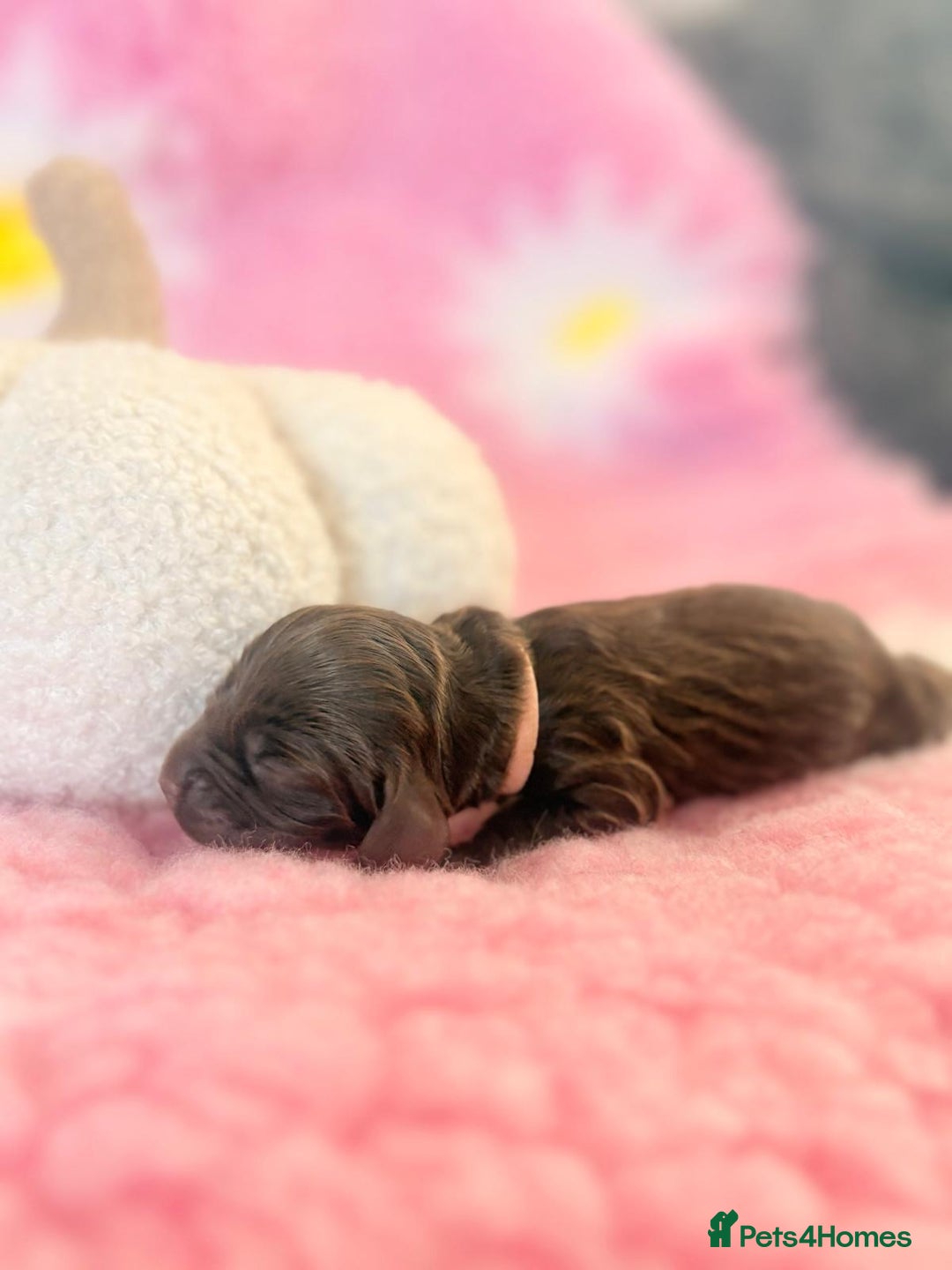 Cocker Spaniel dogs for sale: Stunning litter of show cocker spaniels  - Image 25