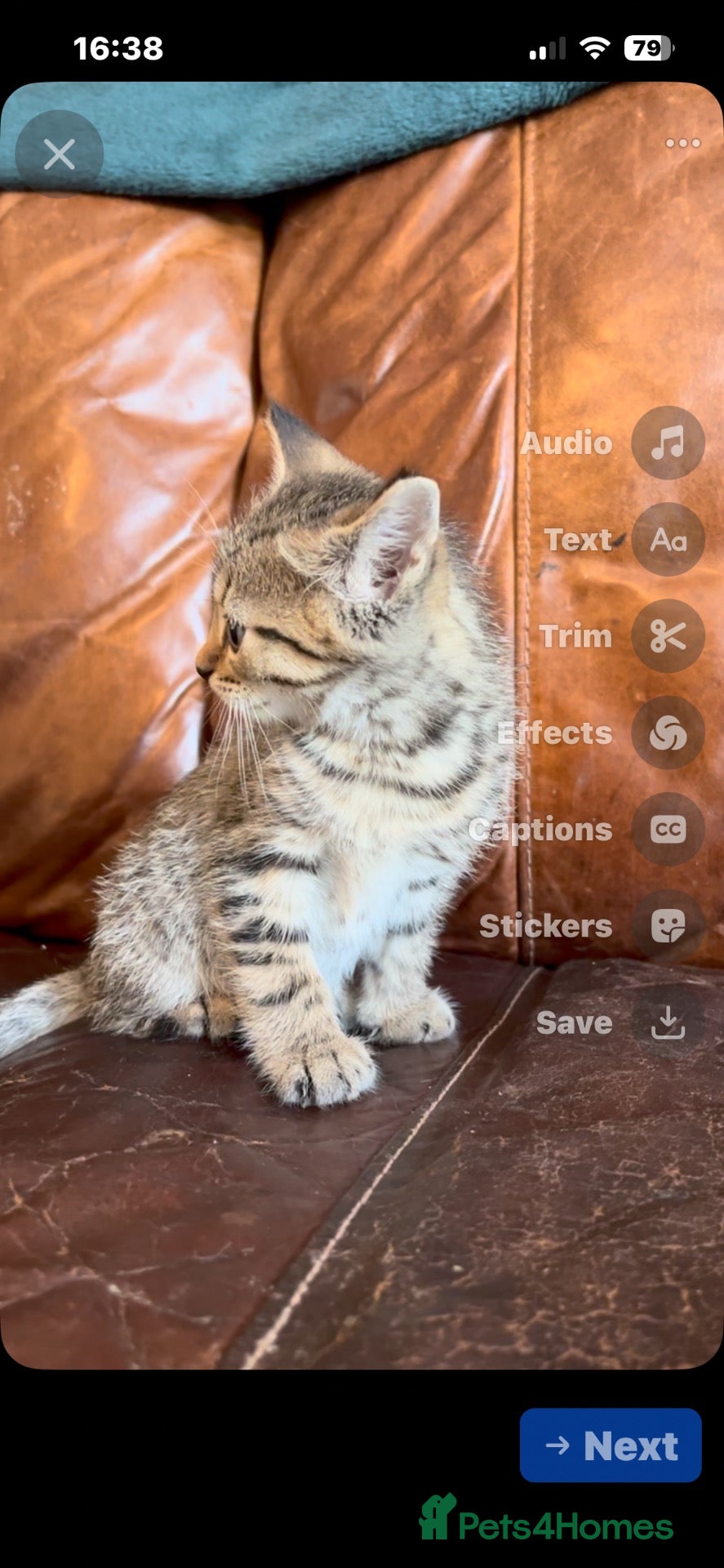 Domestic Shorthair cats Tabby kittens - Advert 18