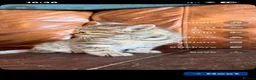 Domestic Shorthair cats for sale: Tabby kittens - Advert 1