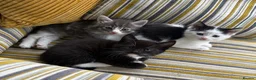 Mixed Breed cats for sale: Fluffy kittens ❤️ - Advert 3