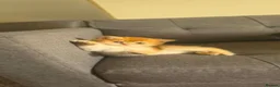 British Shorthair cats for sale: ✨🐾 ✨ GOLDEN SHIMMER BRITISH SHORTHAIR KITTENS ✨  - Advert 16