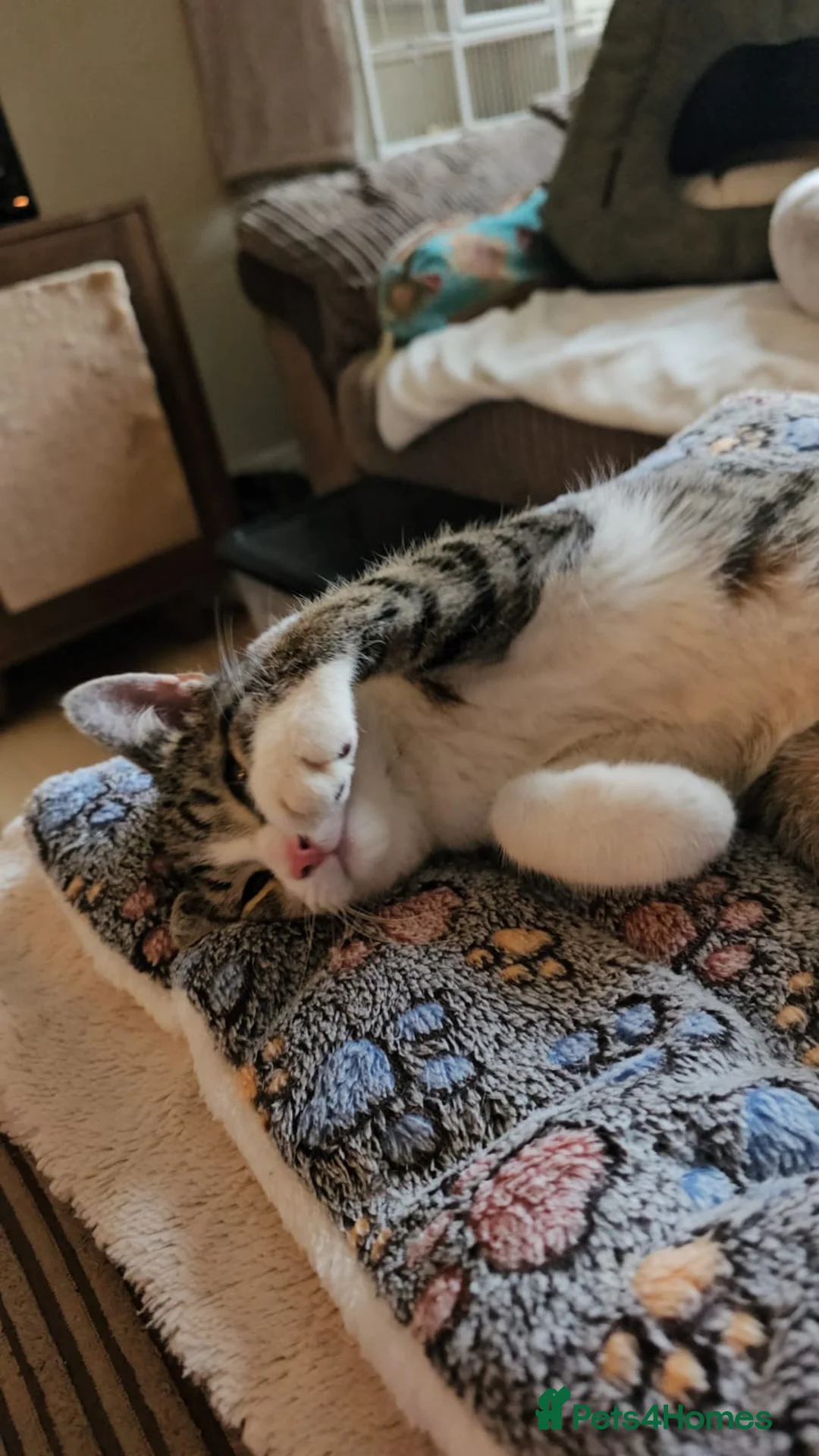 Mixed Breed cats for adoption: Bonded pair of rescue kittens - male - need home in Hook - Advert 2